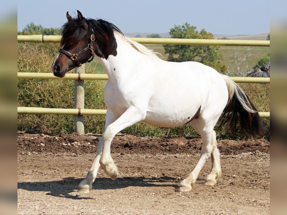 Friesian horses Mix Mare 2 years 15 hh Tobiano-all-colors in Union Center, SD
