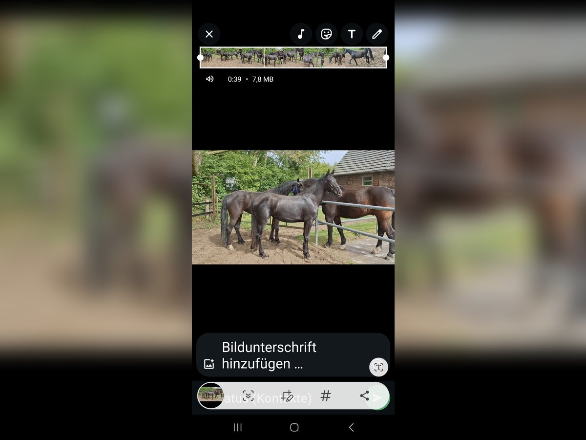 Friesian horses Mare 2 years 15,1 hh Black in Wesel Friesian horses Mare 2 years 15,1 hh Black in Wesel
