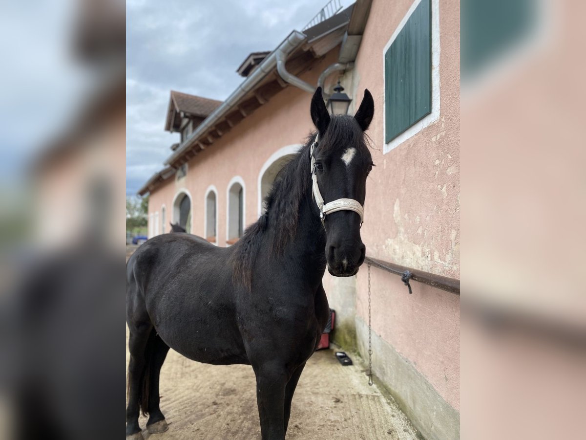 Friesian horses Mare 2 years 16 hh Black in Allersberg