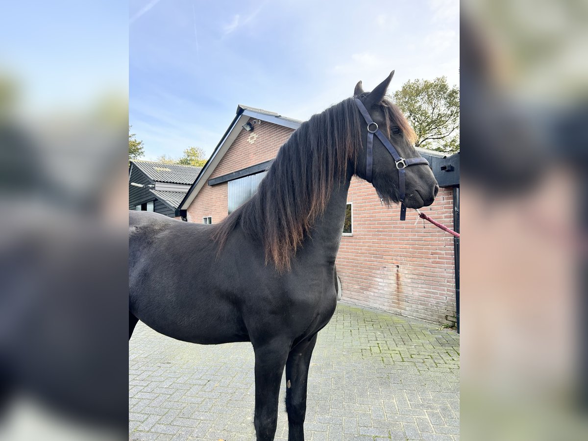 Friesian horses Mare 2 years 16 hh Black in Barneveld
