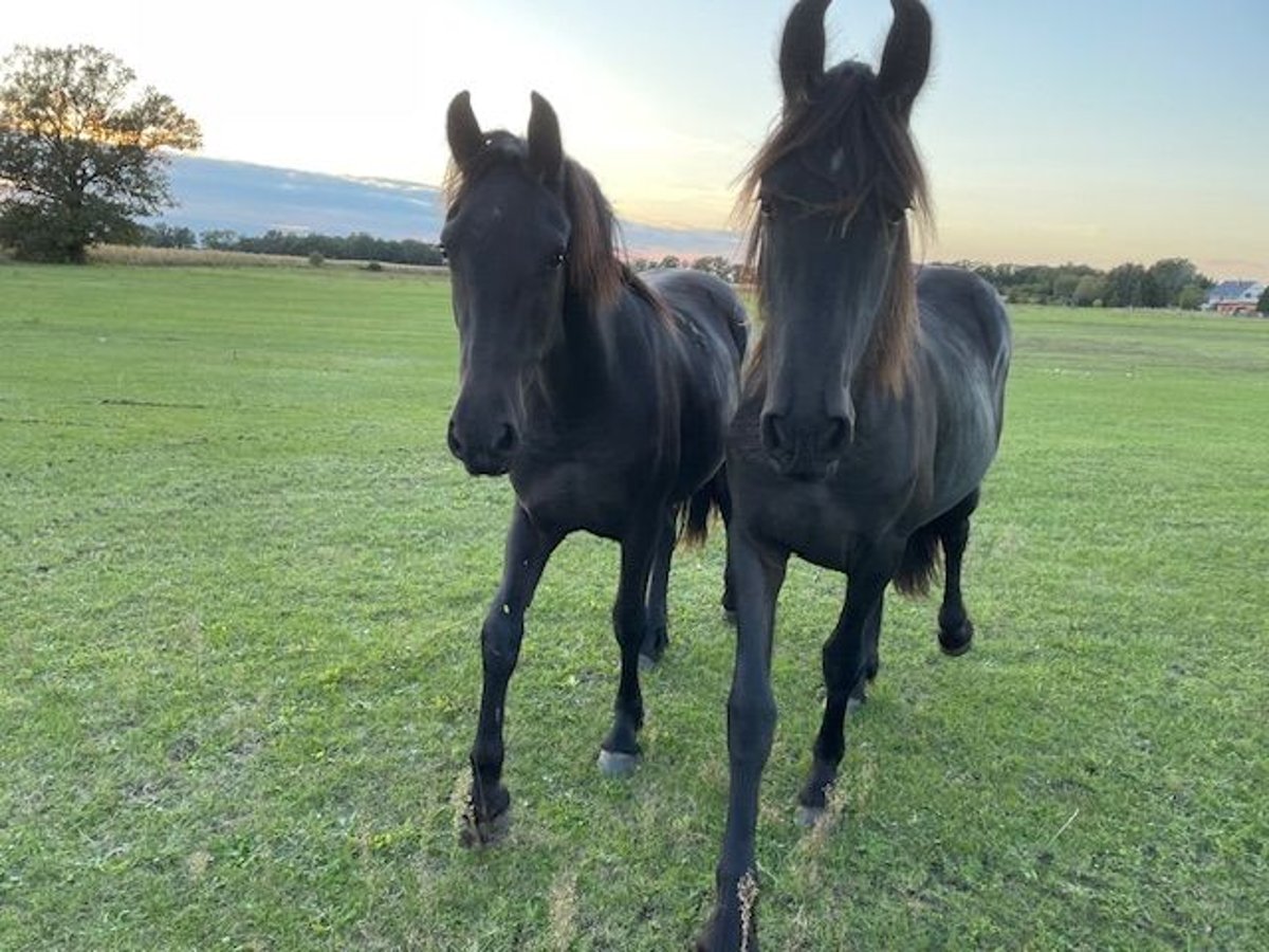 Friesian horses Mare 2 years Black in Schraden