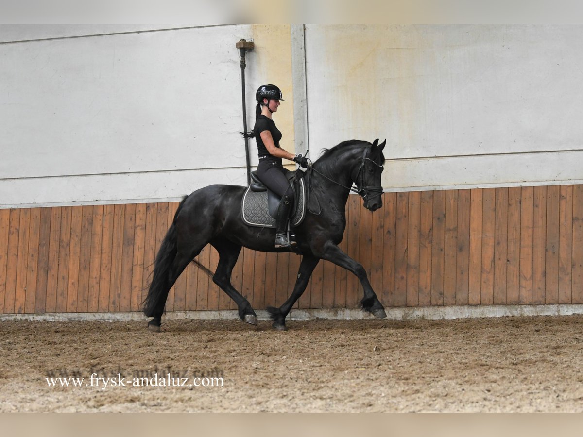 Friesian horses Mare 3 years 15,3 hh Black in Mijnsheerenland