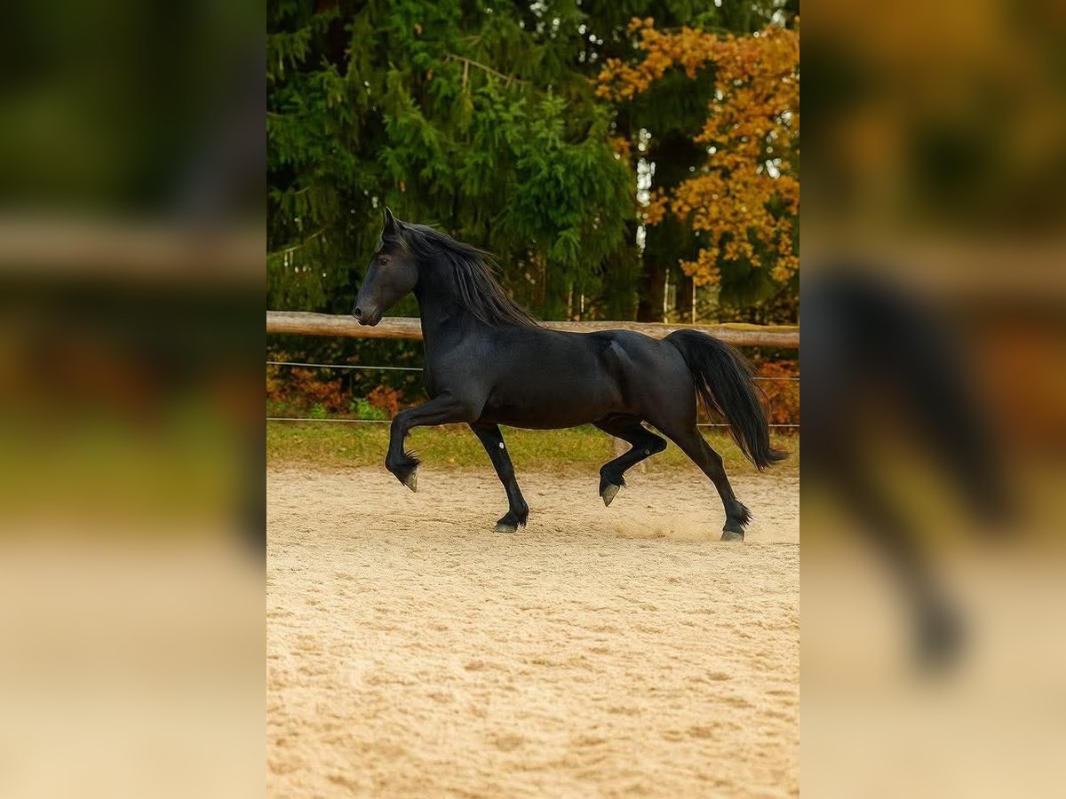 Friesian horses Mare 3 years 15,3 hh Black in KOPFING  im Innkreis