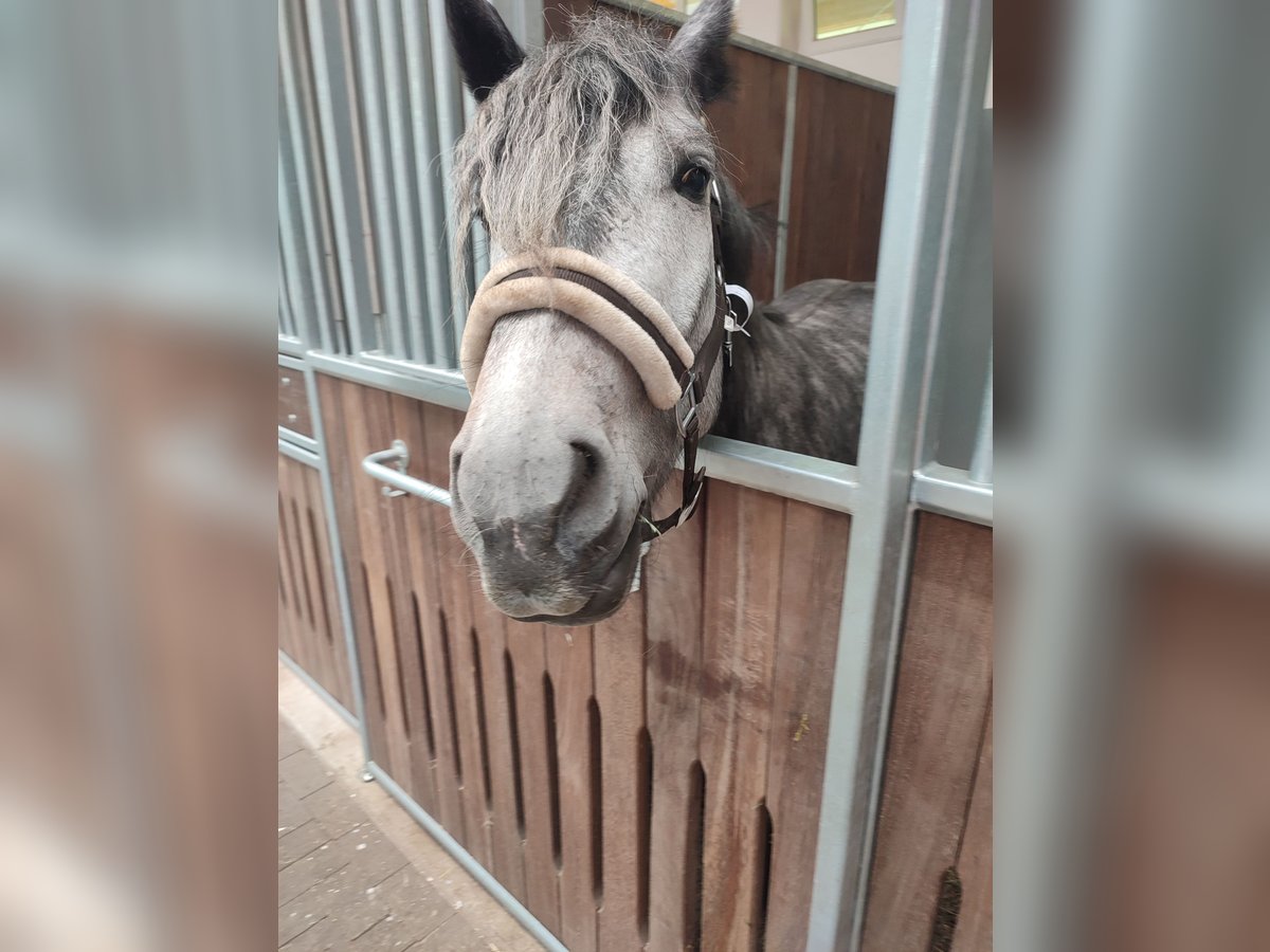 Friesian horses Mix Mare 3 years 15,1 hh Grey in Neuenkirchen