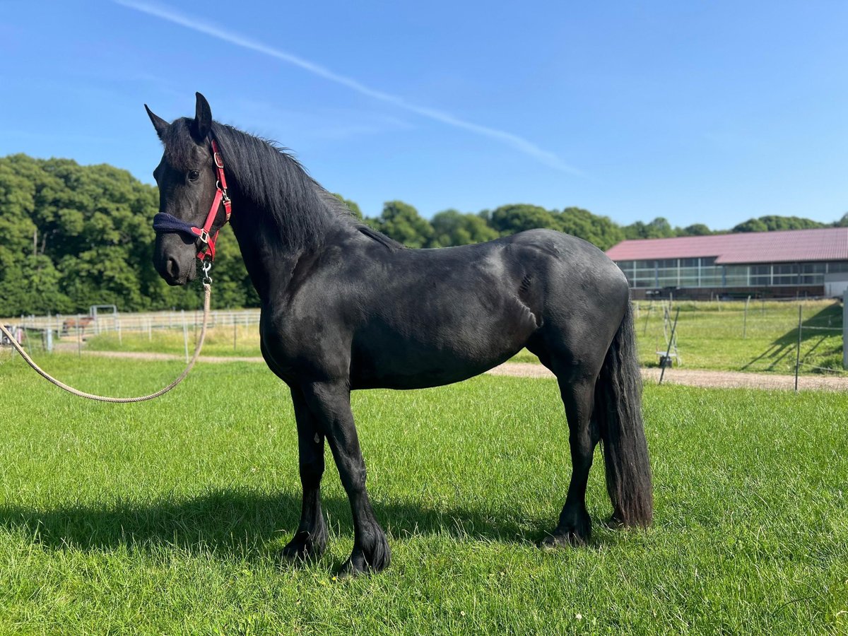 Friesian horses Mare 3 years 15,2 hh Black in Westerau