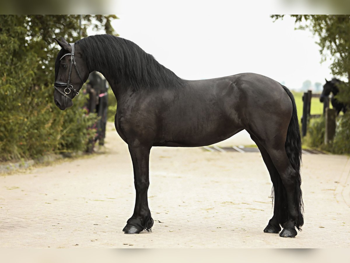 Friesian horses Mare 3 years 16,1 hh Black in Britswert