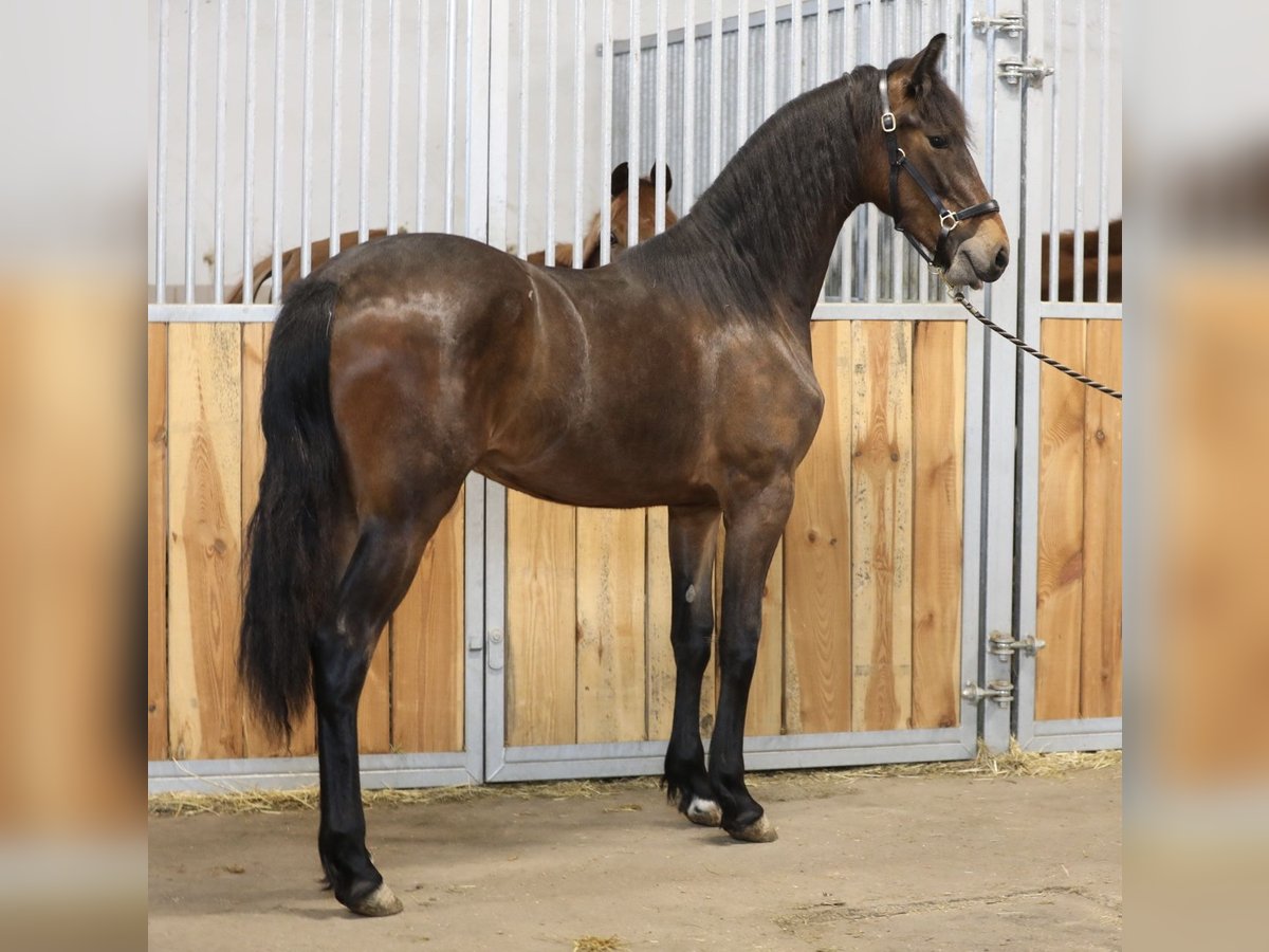 Friesian horses Mix Mare 3 years 16,2 hh Bay-Dark in Belgern