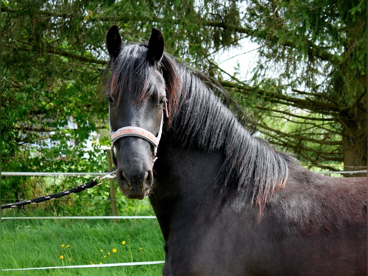 Friesian horses Mare 3 years 16 hh Black in Gründau