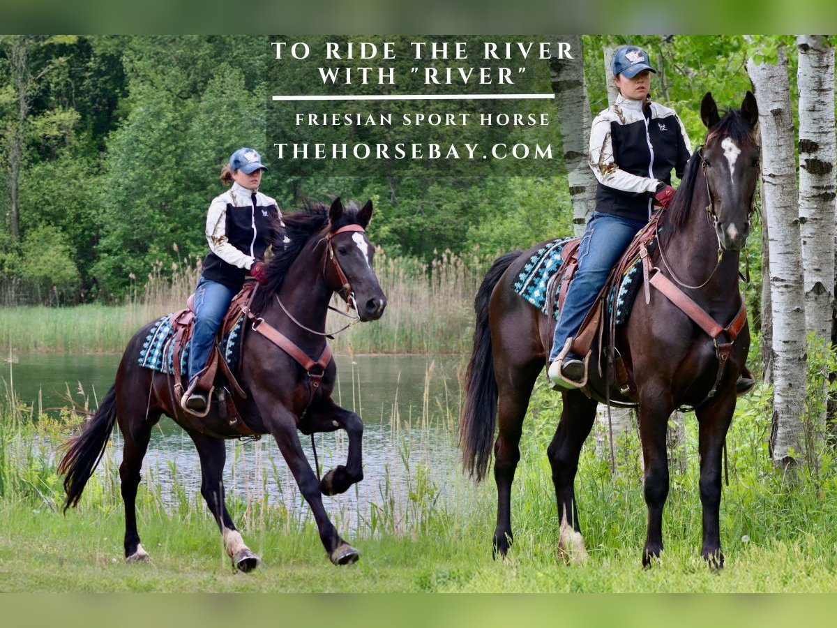 Friesian horses Mix Mare 3 years 16 hh Black in Hesperia, MI