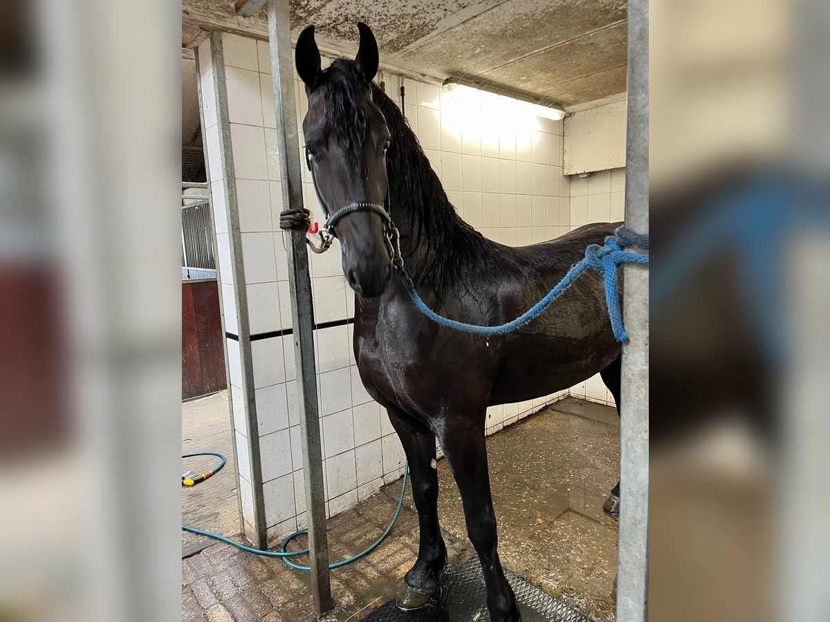 Friesian horses Mare 3 years 16,1 hh Black in Ie Friesian horses Mare 3 years 16,1 hh Black in Ie