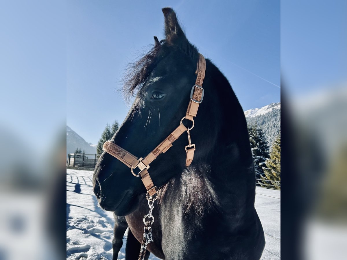 Friesian horses Mix Mare 4 years 15,1 hh Black in Nesselwängle