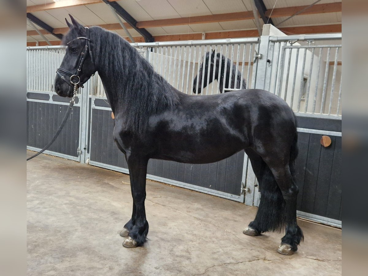 Friesian horses Mare 4 years 15,2 hh Black in Bladel