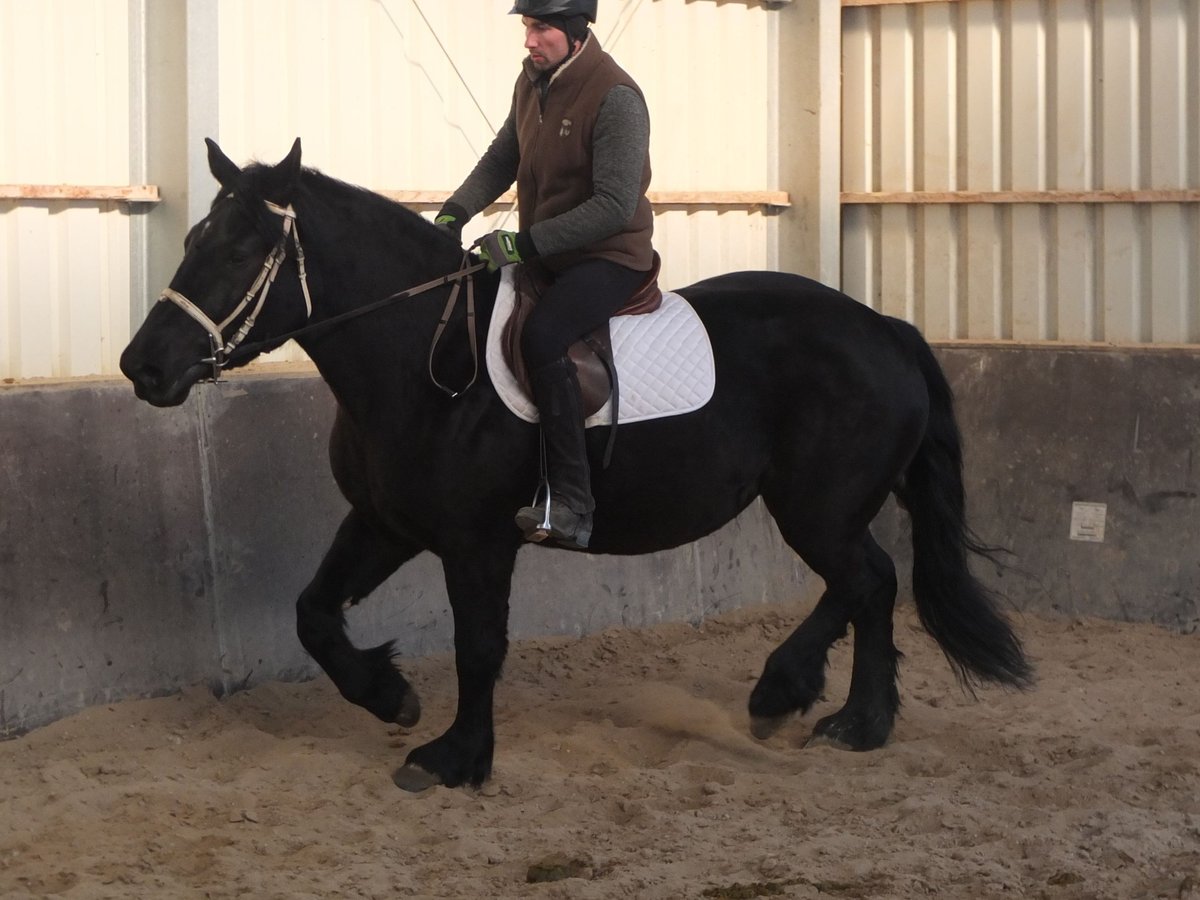 Friesian horses Mix Mare 4 years 15,2 hh Black in Buttstädt