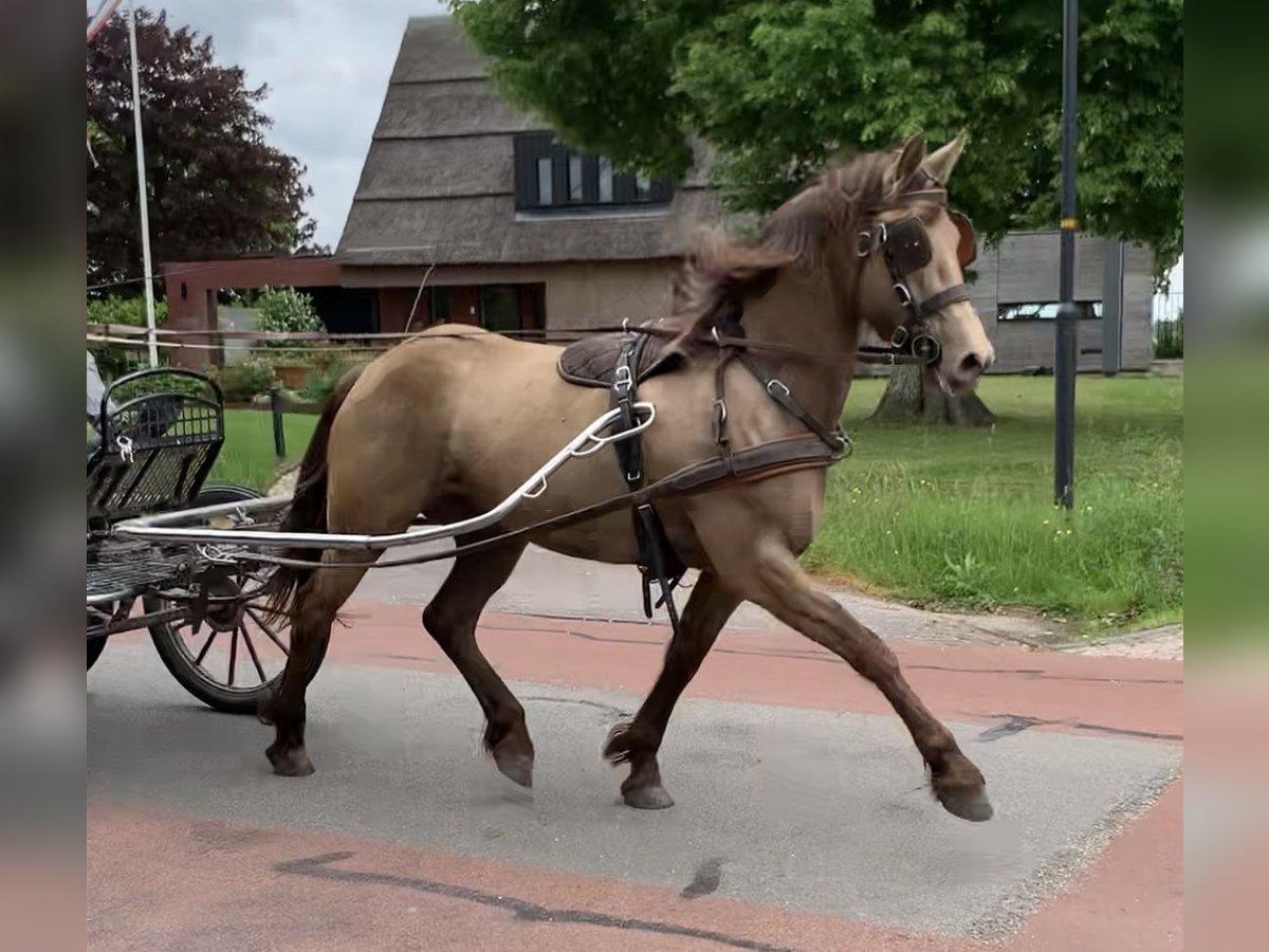Friesian horses Mix Mare 4 years 15,2 hh Champagne in Bitgum