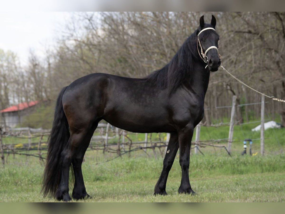 Friesian horses Mare 4 years 16,1 hh Smoky-Black in Kecskemét