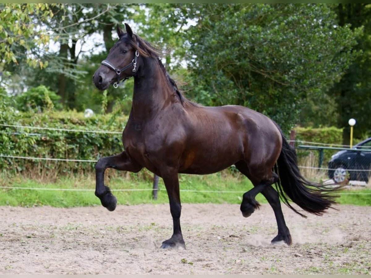 Friesian horses Mare 4 years 16,2 hh Black in Elim