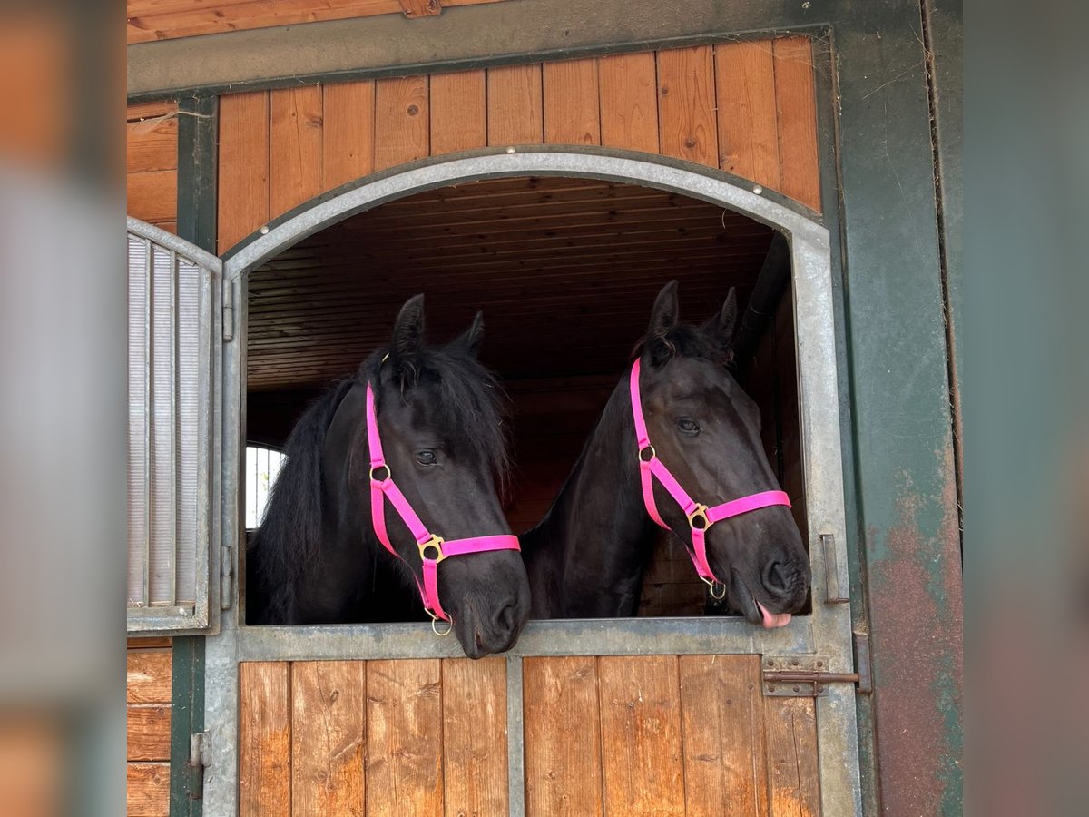 Friesian horses Mare 4 years 16 hh Black in Feldkirchen-Westerham