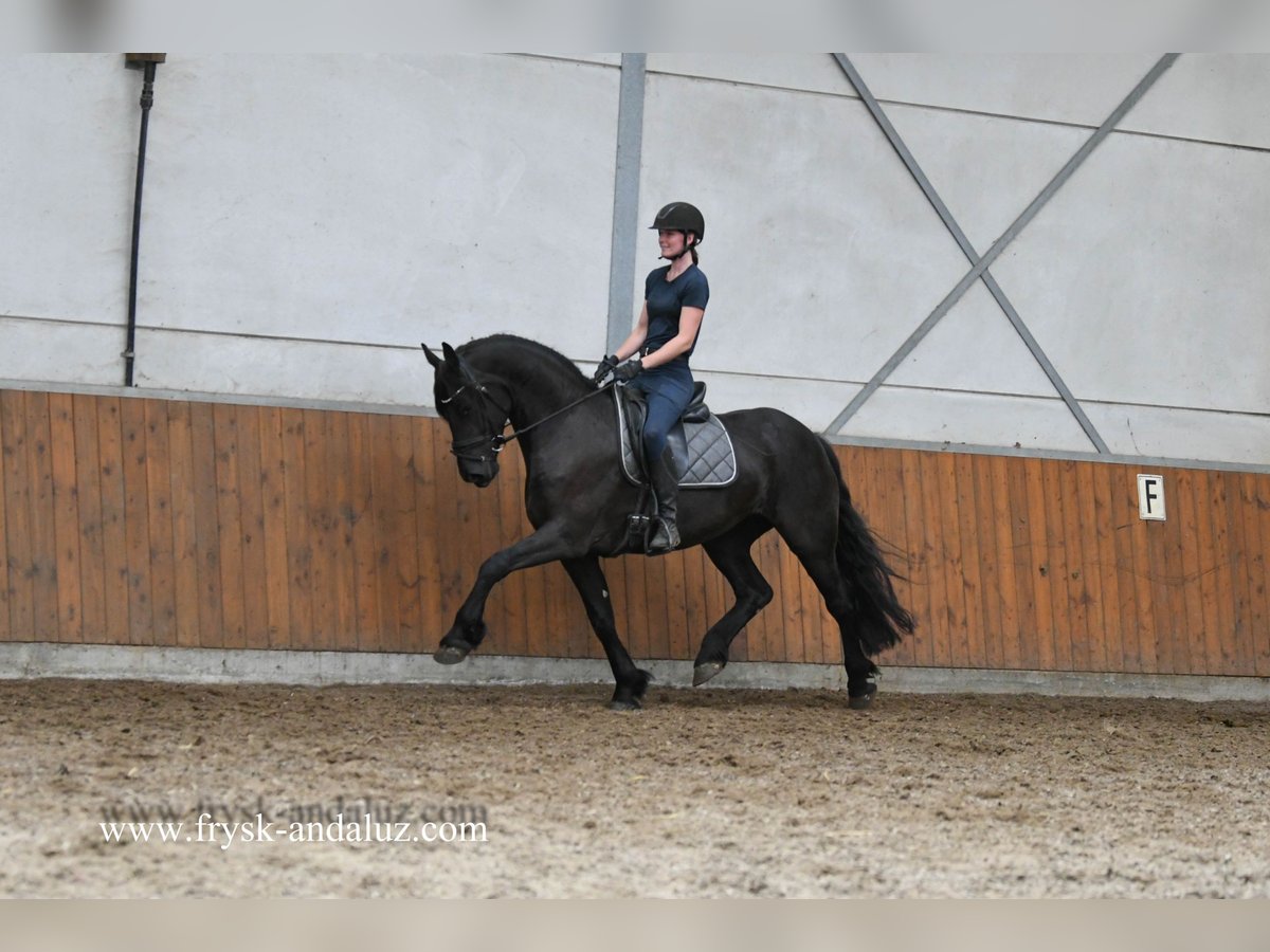Friesian horses Mare 4 years 16 hh Black in Mijnsheerenland