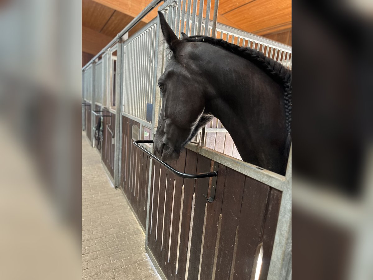 Friesian horses Mare 4 years 16 hh in Feldkirchen-Westerham