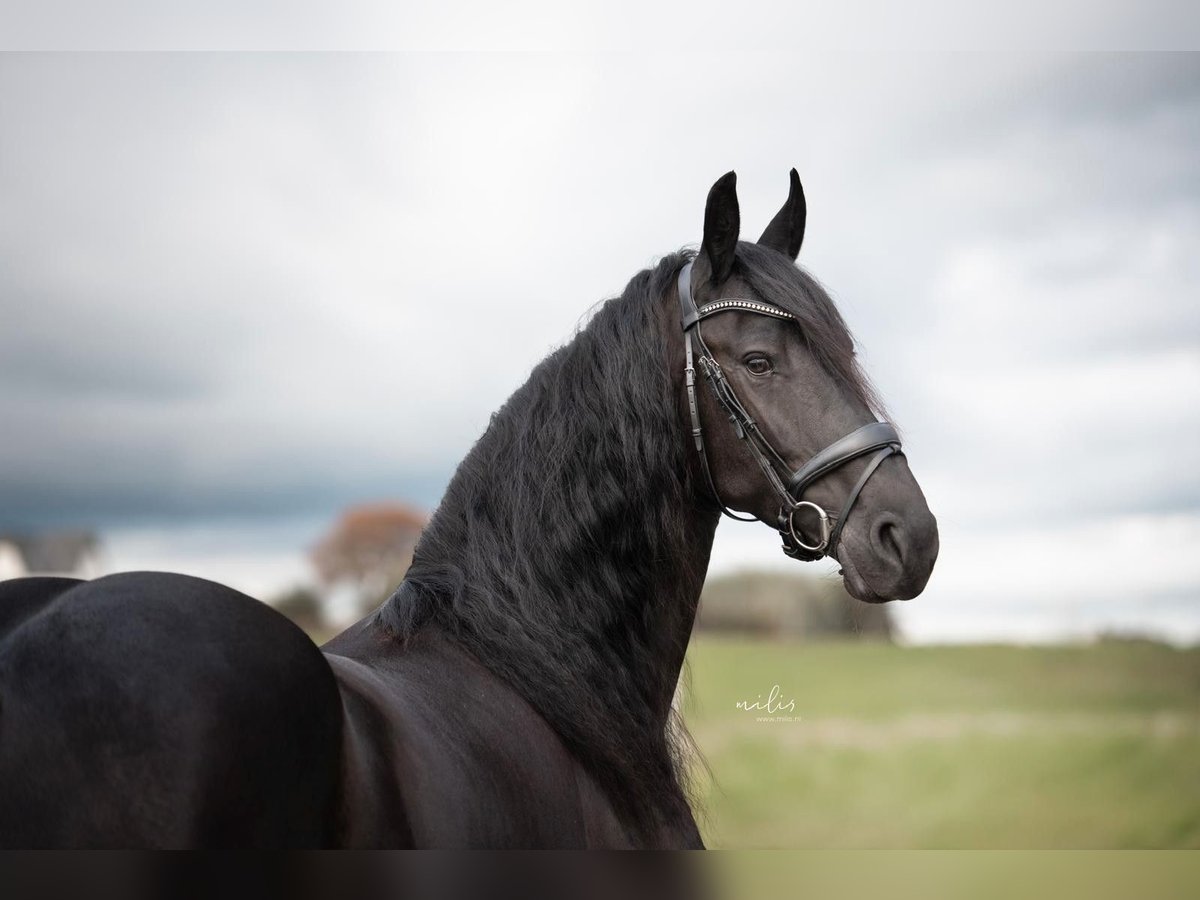 Friesian horses Mare 4 years 16,1 hh Black in Aalten
