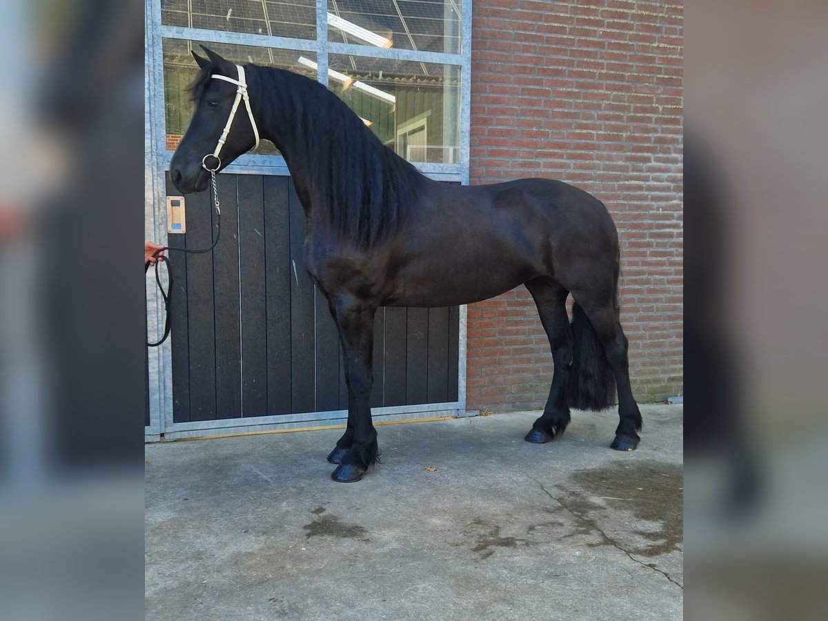 Friesian horses Mare 4 years 16,1 hh Black in Bladel