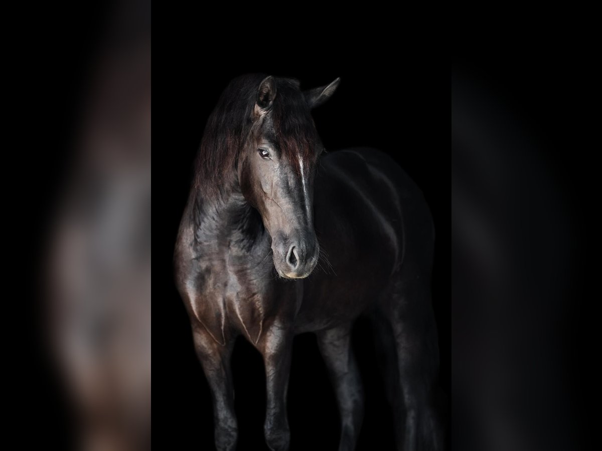 Friesian horses Mix Mare 5 years 15,3 hh Black in Windhagen