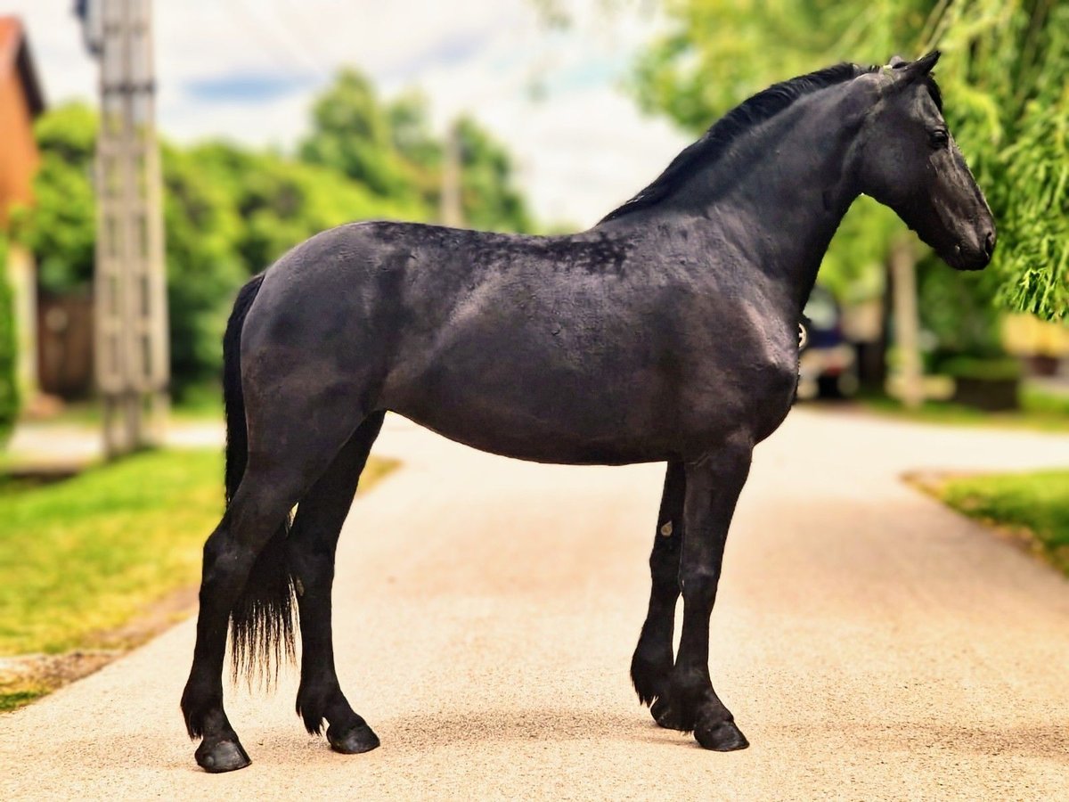 Friesian horses Mix Mare 5 years 15,1 hh Black in B&#xE9;k&#xE9;scsaba