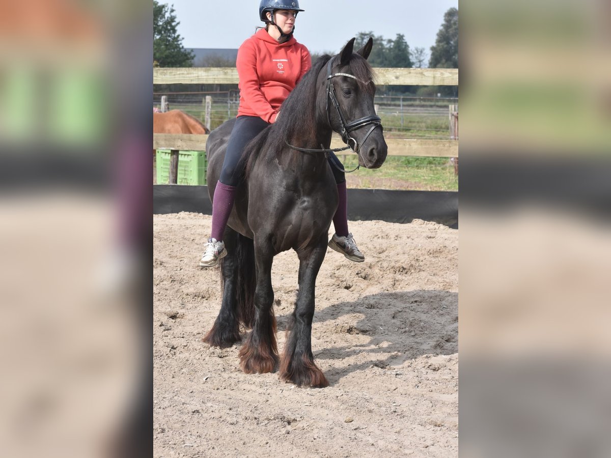 Friesian horses Mare 5 years 15,2 hh Black in Achtmaal Friesian horses Mare 5 years 15,2 hh Black in Achtmaal