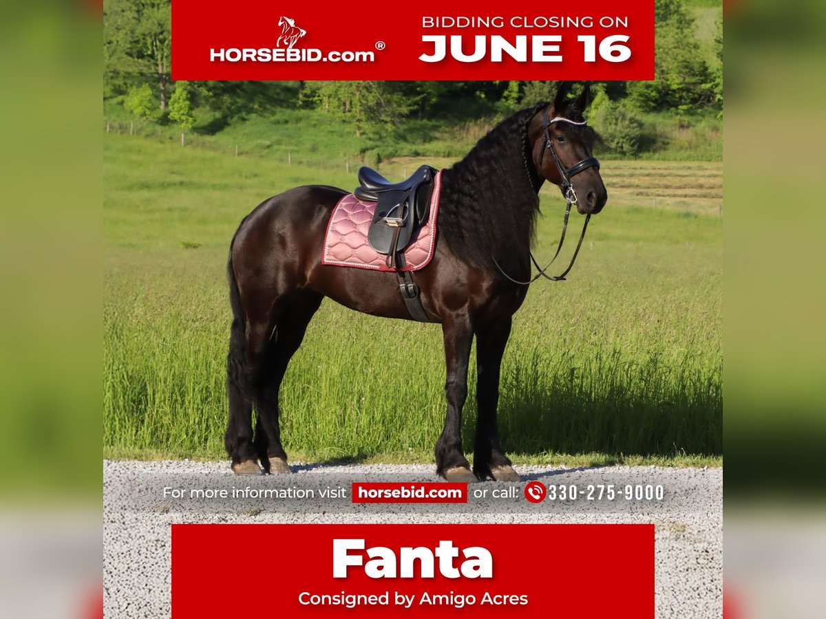 Friesian horses Mare 5 years 15,3 hh Black in Dundee, OH