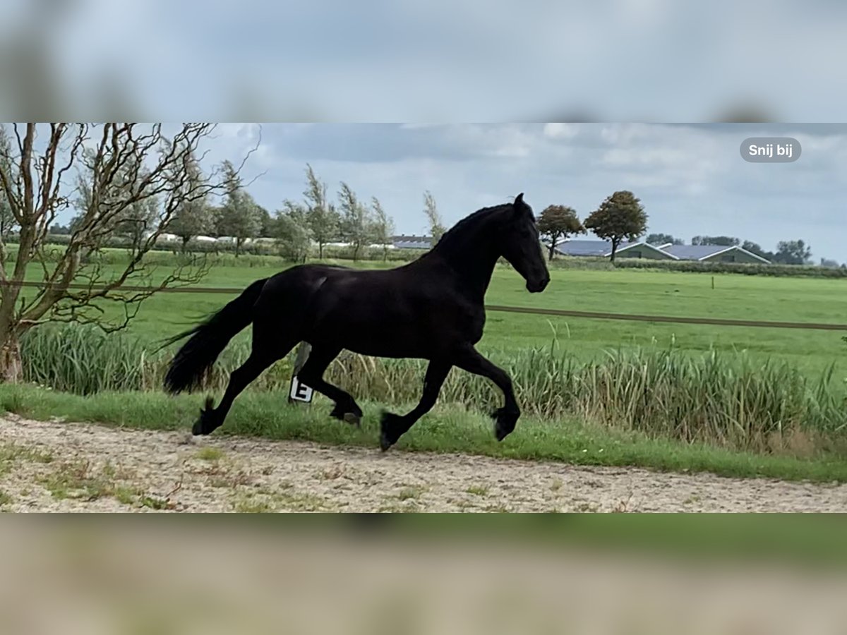 Friesian horses Mare 5 years 16,1 hh Black in Nes