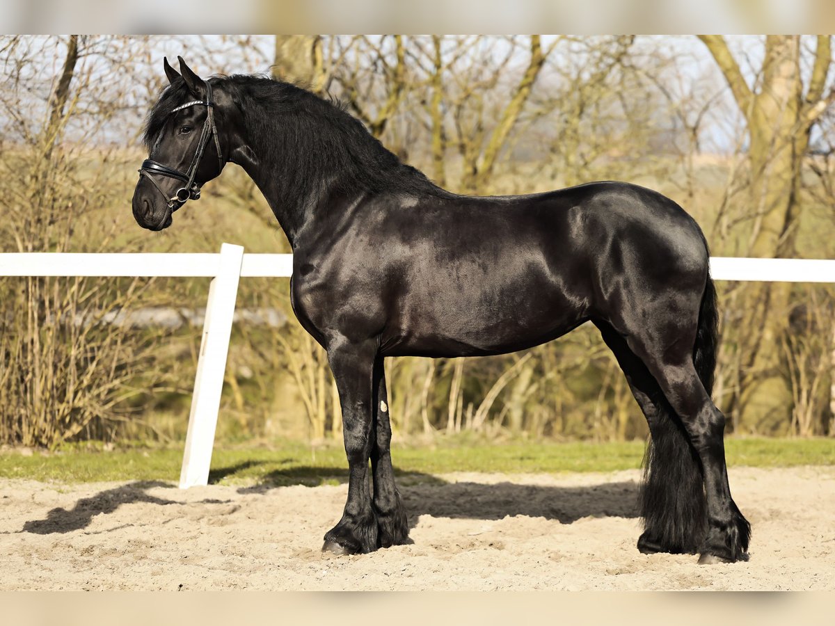 Friesian horses Mare 5 years 16 hh Black in Britswert