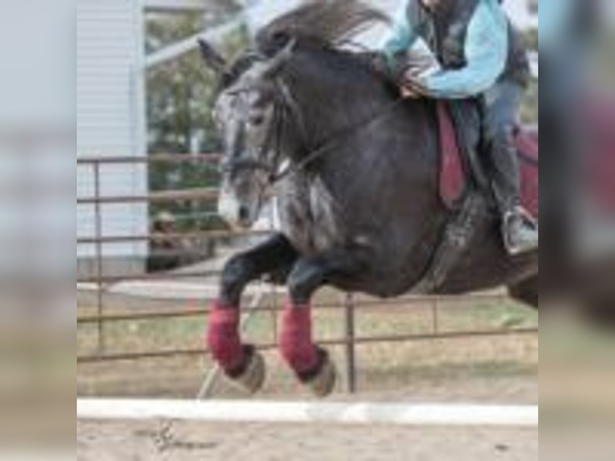 Friesian horses Mare 5 years 16 hh Grey in texas