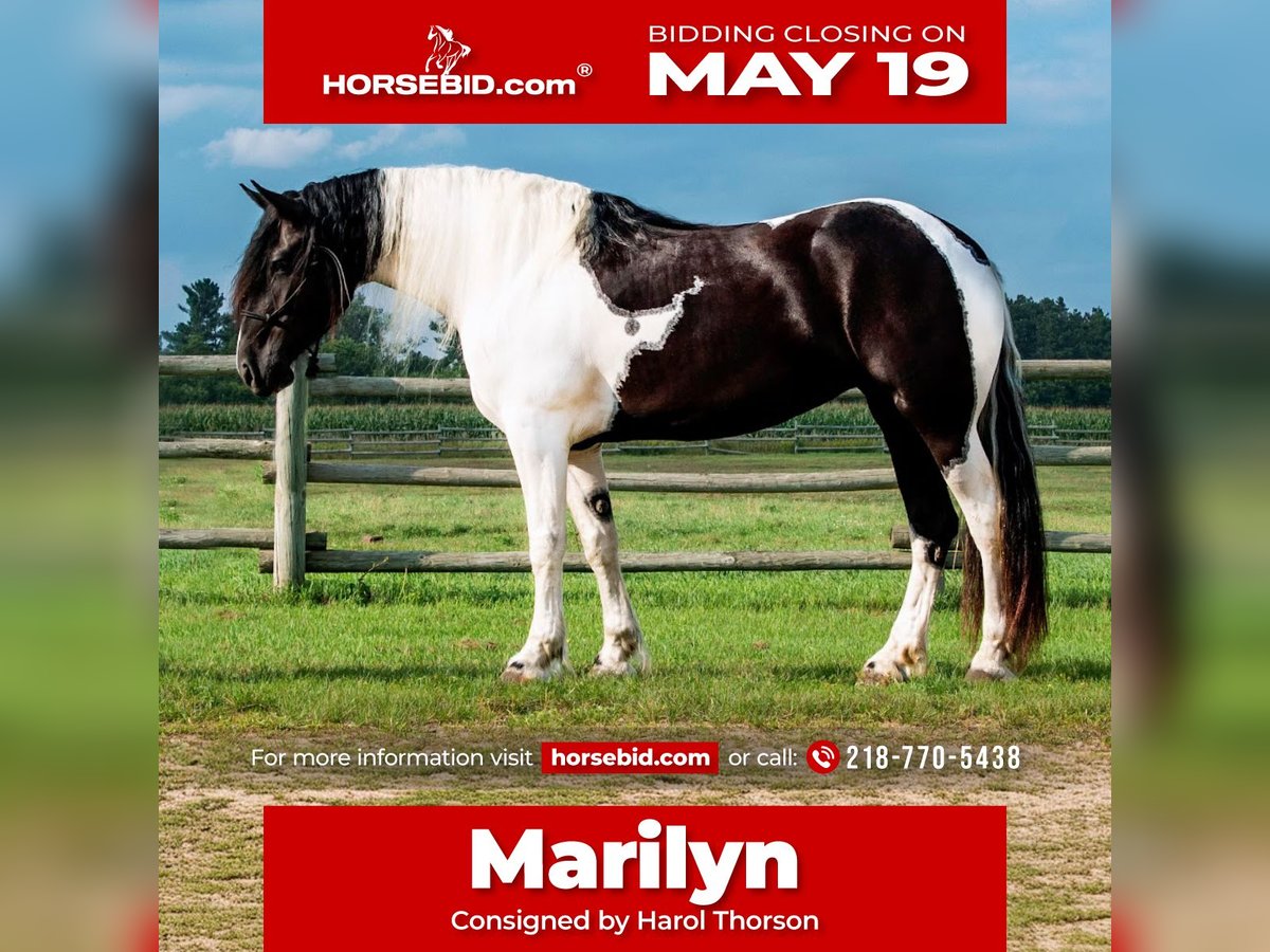 Friesian horses Mix Mare 5 years 16,3 hh in Nevis, MN