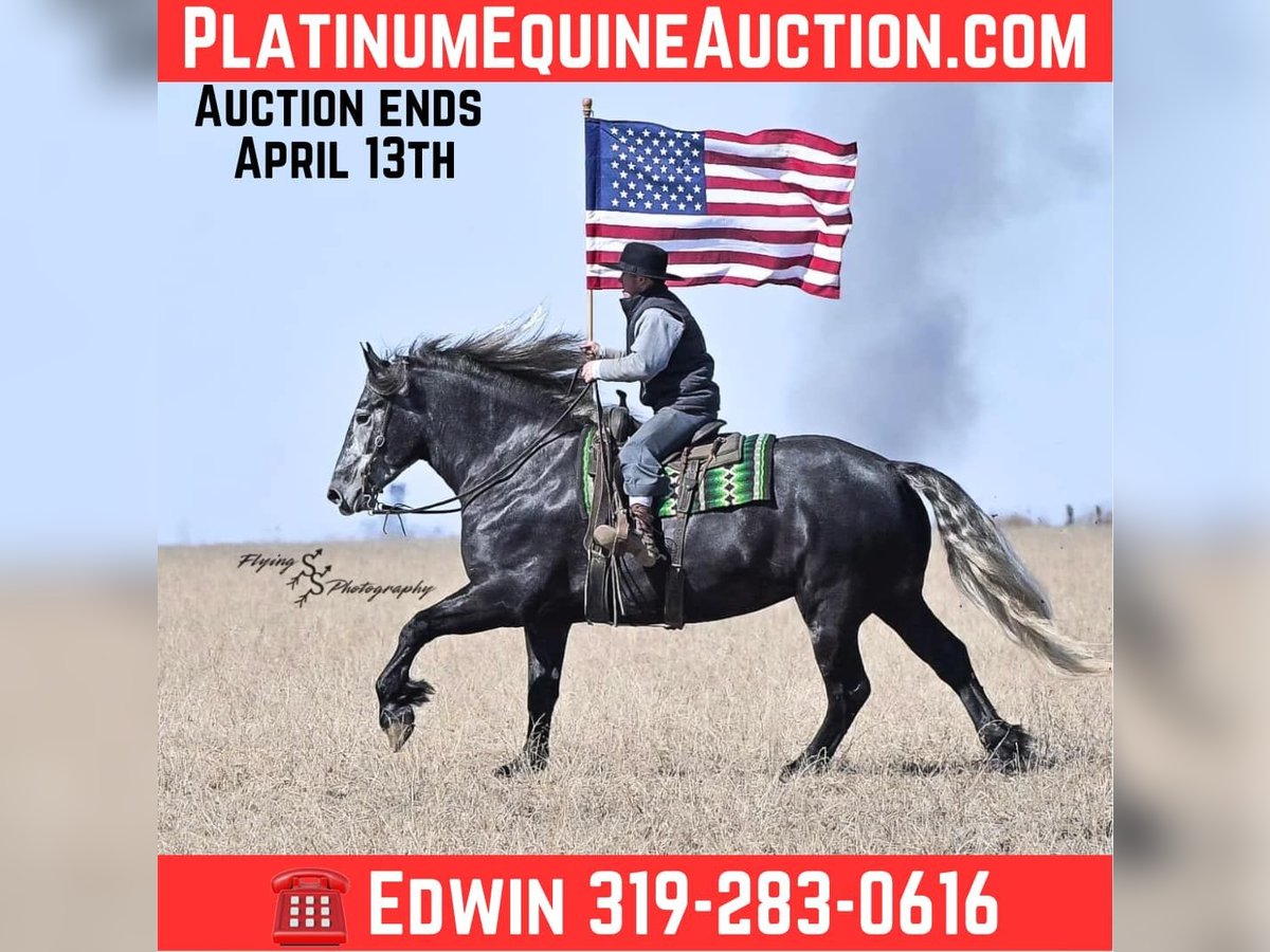 Friesian horses Mare 5 years Grey in Fairbank IA