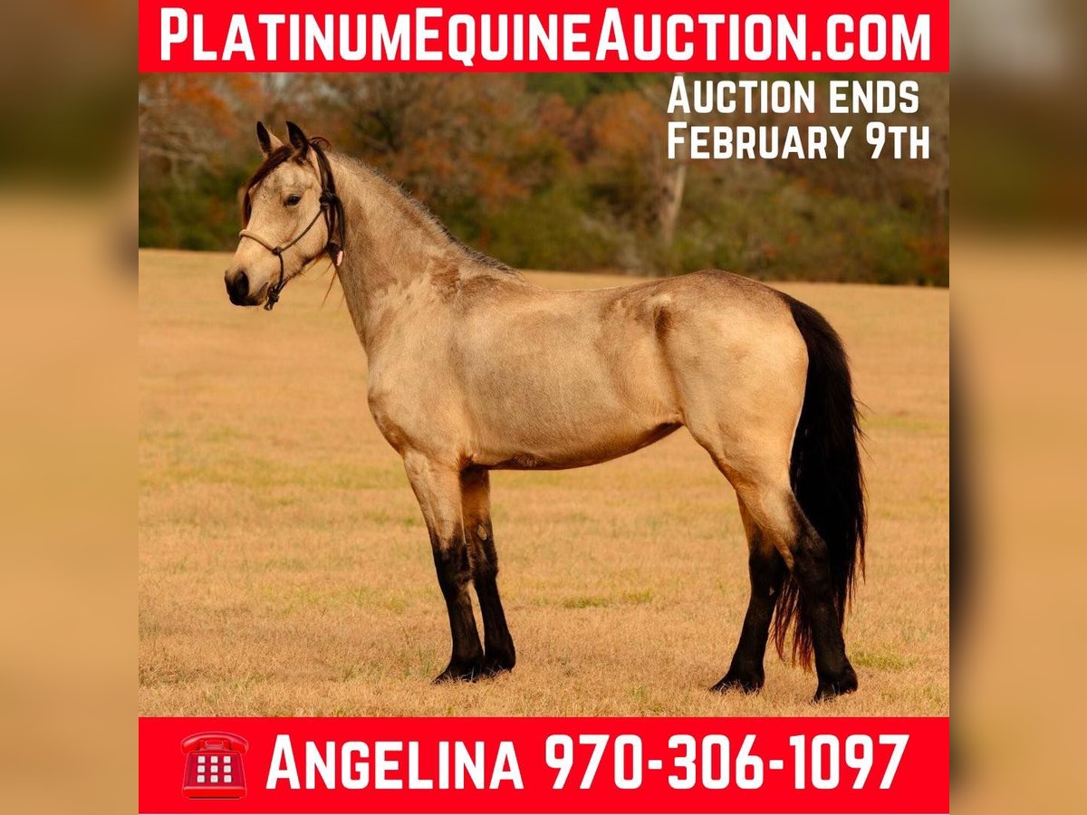 Friesian horses Mare 6 years 15 hh Buckskin in Vincent Al