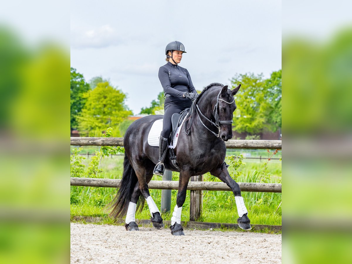 Friesian horses Mare 6 years 16,2 hh Black in Babyloniënbroek