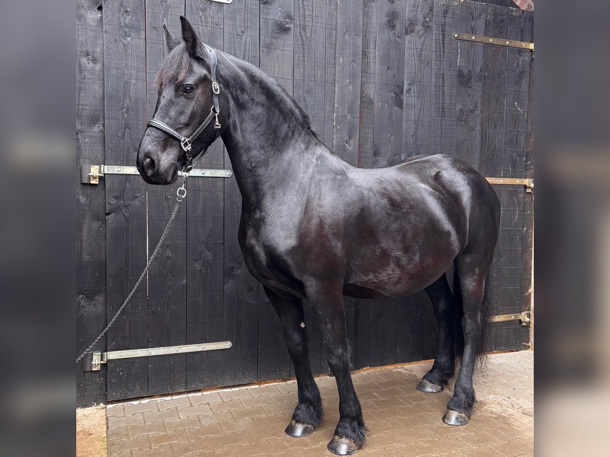 Friesian horses Mare 6 years 16 hh Black in Heinsberg