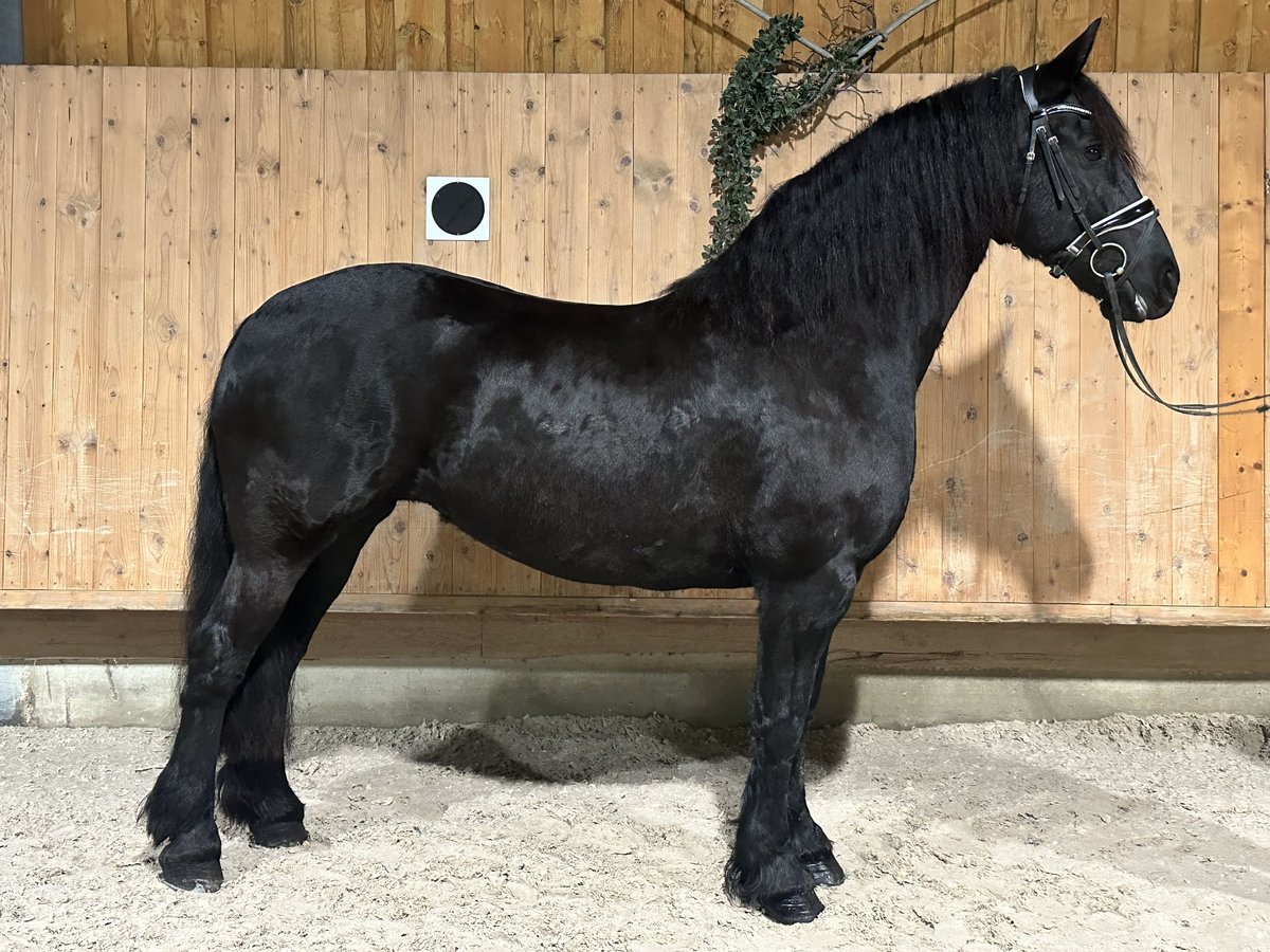 Friesian horses Mare 6 years 16,1 hh Black in Riedlingen