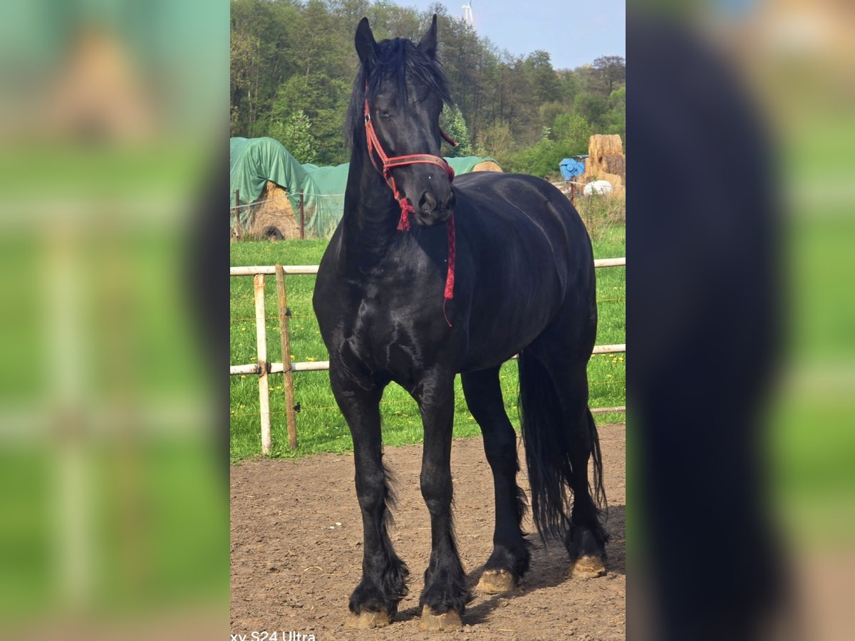 Friesian horses Mare 6 years 16,3 hh Black in Knezha