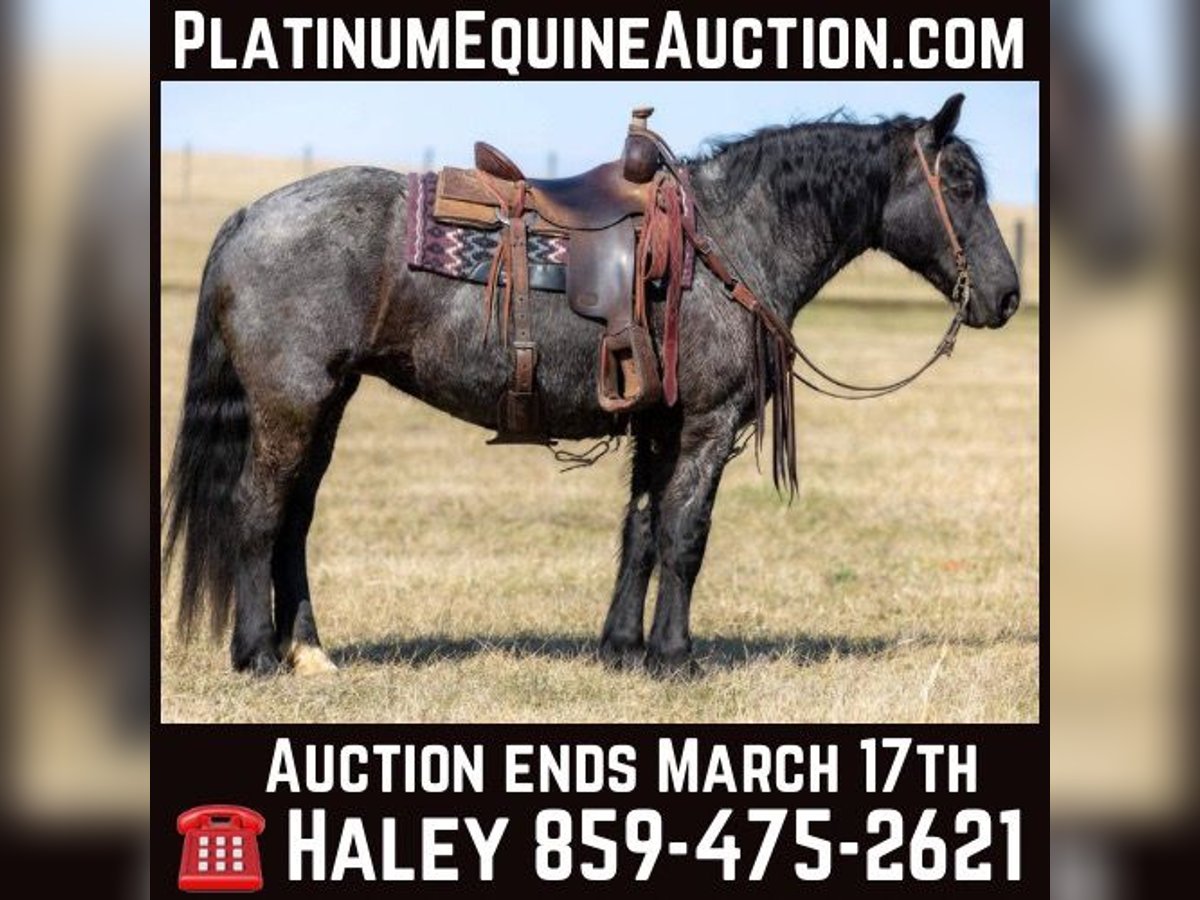 Friesian horses Mare 7 years 15,2 hh Roan-Blue in Ewing KY