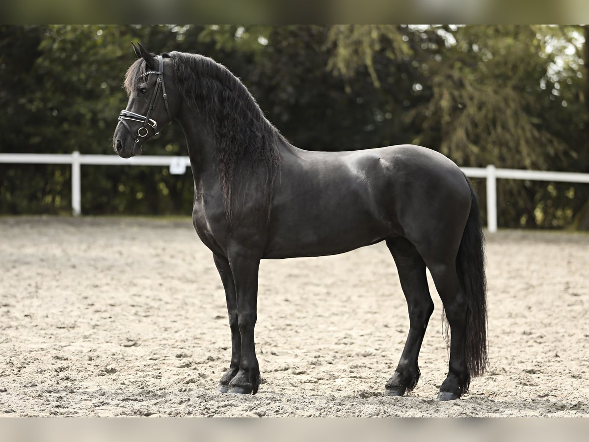 Friesian horses Mare 7 years 15,3 hh Black in Britswert