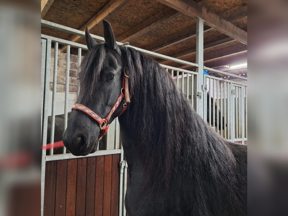 Friesian horses Mare 7 years 15,2 hh Black in Dalen