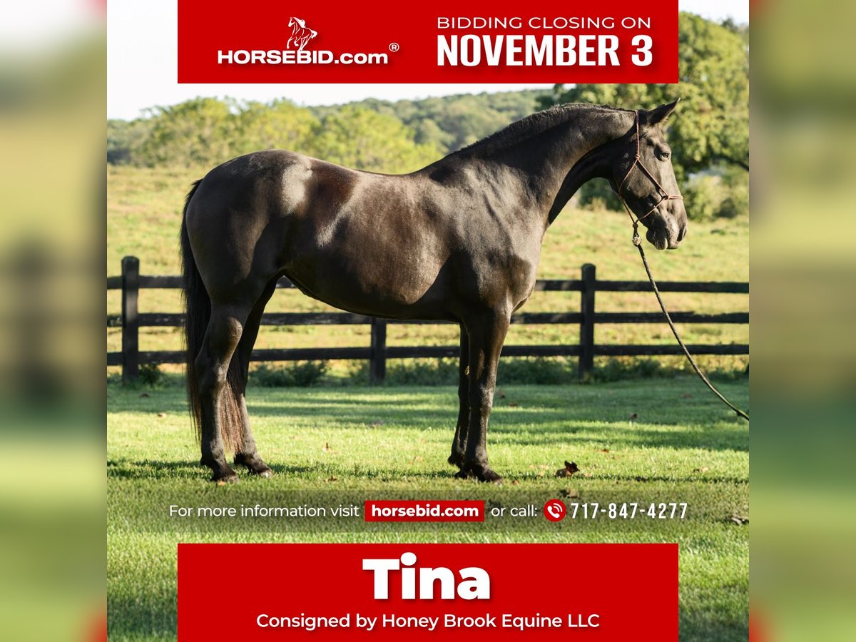 Friesian horses Mare 7 years 17 hh Black in Honey Brook Friesian horses Mare 7 years 17 hh Black in Honey Brook