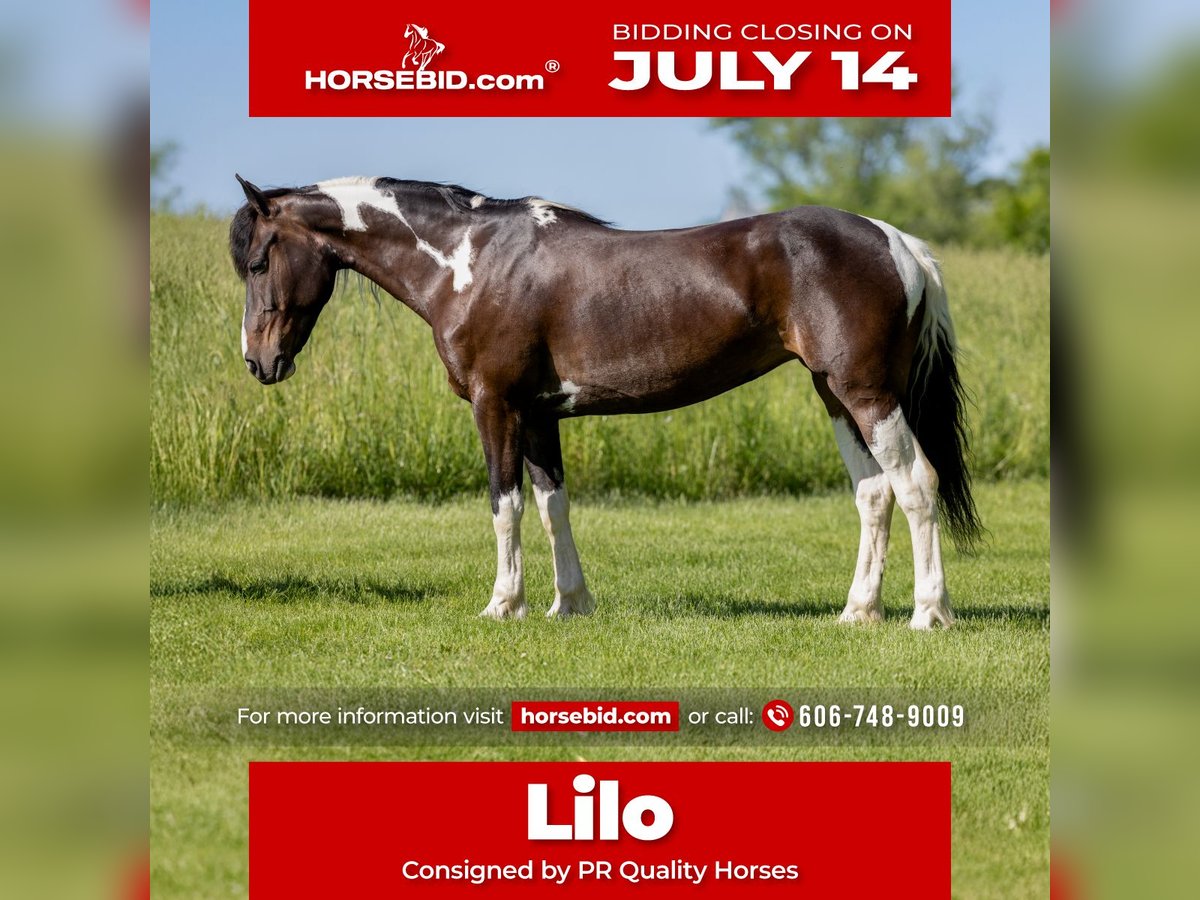 Friesian horses Mix Mare 8 years 14 hh in Ewing, KY