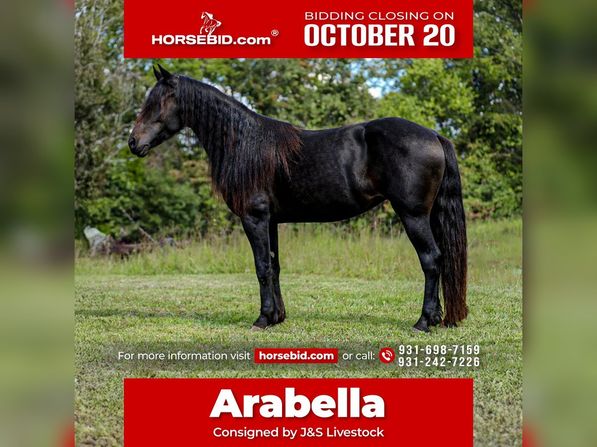 Friesian horses Mare 8 years 15,1 hh Black in Santa Fe