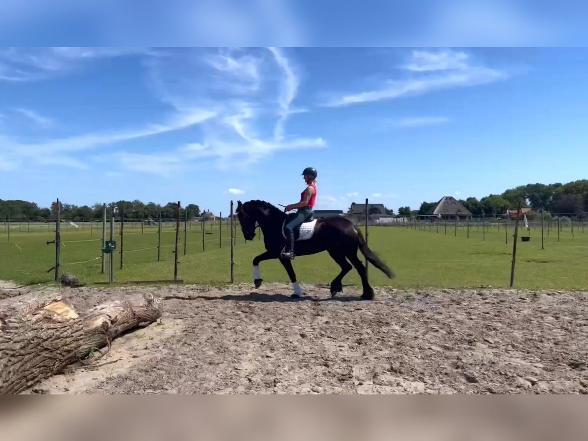 Friesian horses Mare 8 years 15,2 hh Black in Sint Maartensvlotbrug