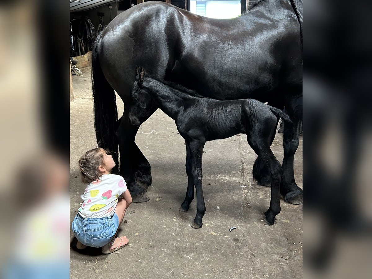 Friesian horses Mare 8 years 16 hh Black in Barneveld