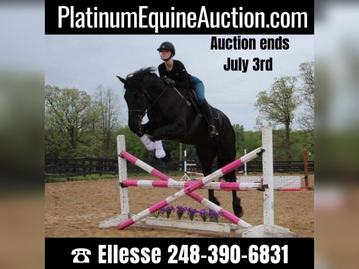 Friesian horses Mare 8 years 16 hh Black in Highland MI