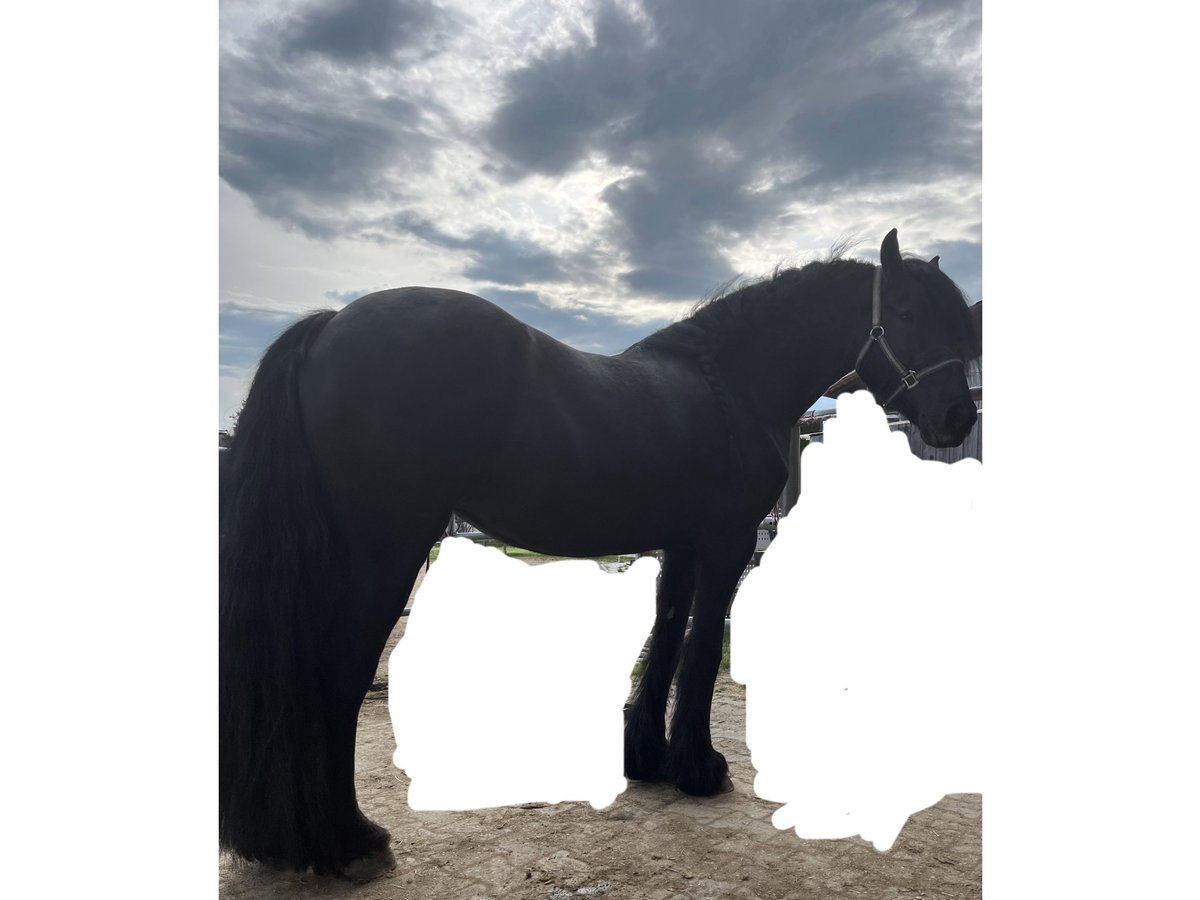 Friesian horses Mare 9 years 15,2 hh Black in Cham