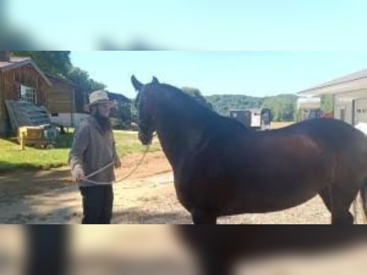 Friesian horses Mare 9 years 15,2 hh Brown in Addison